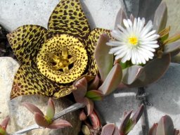 Orbea variegata and vygie friend